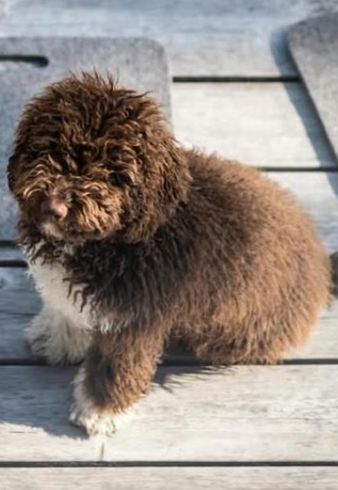 Il cane della famiglia Patzleiner