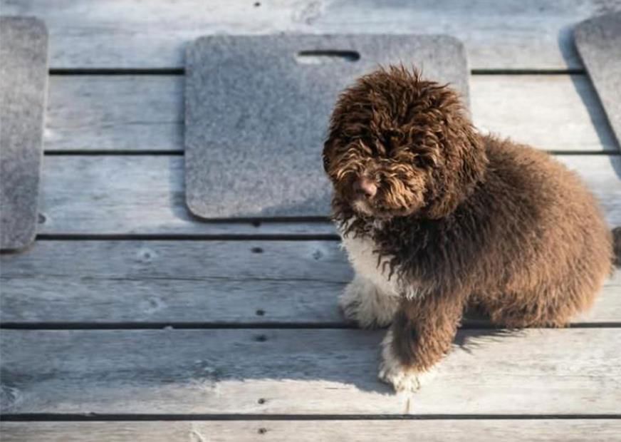 The dog of the Patzleiner family