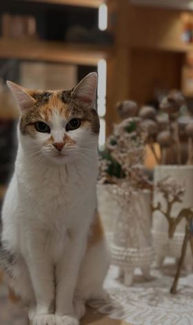 Il gatto della famiglia Patzleiner.