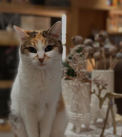 The cat of the Patzleiner family